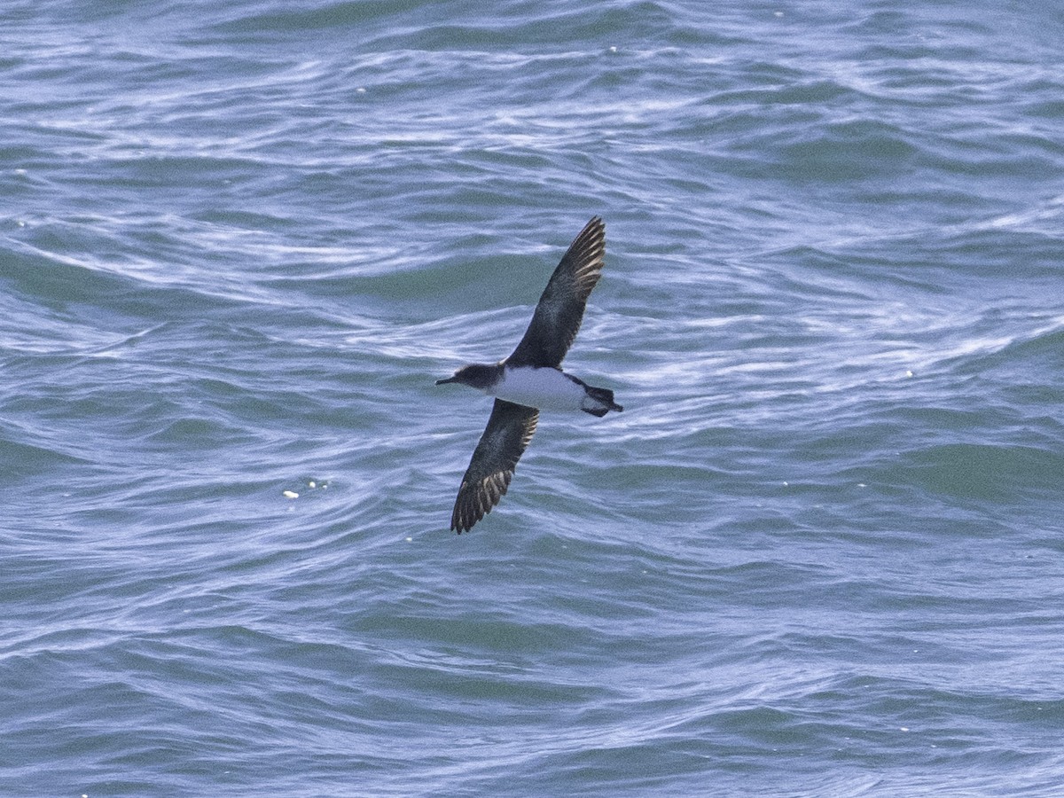 Hutton's Shearwater - ML646035071