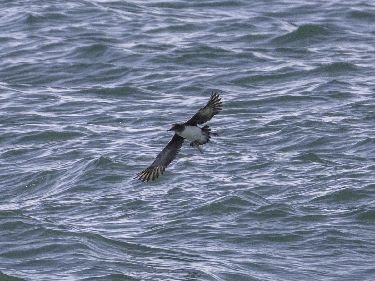 Hutton's Shearwater - ML646035072