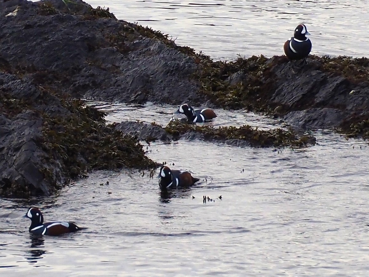 Ahate arlekina - ML646035073