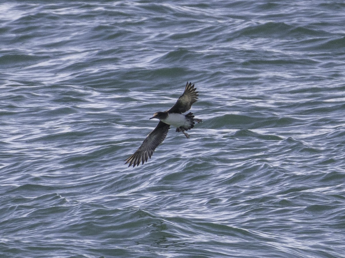 Буревісник Гутона - ML646035075