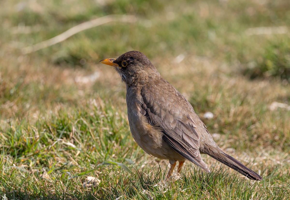 Дрізд південний - ML646035077