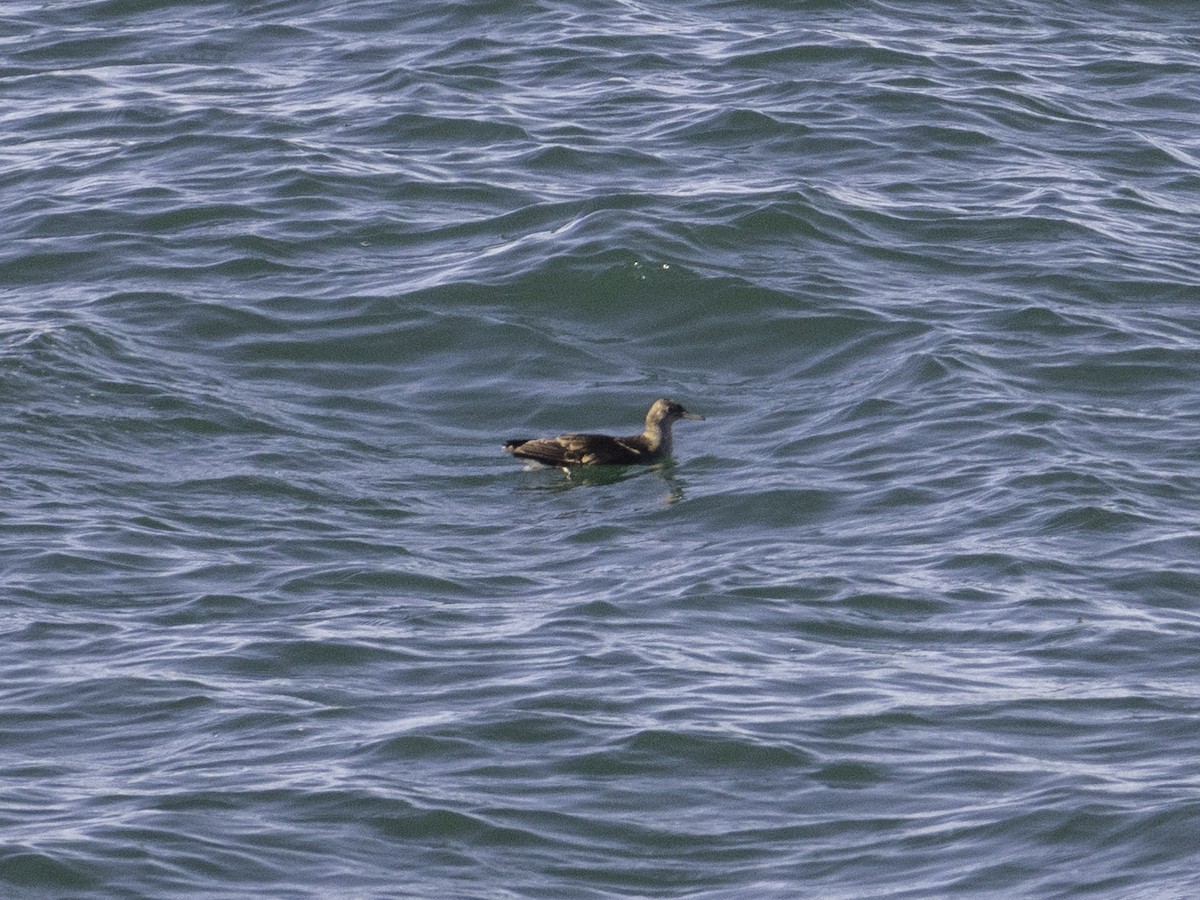 Буревісник Гутона - ML646035078