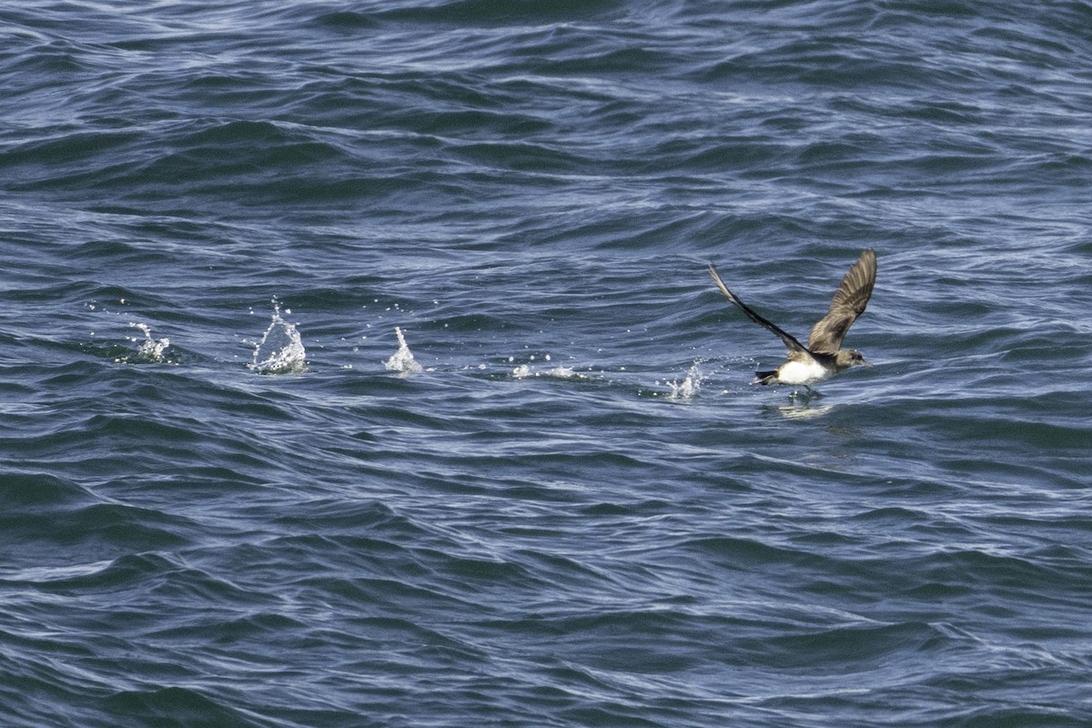 Буревісник Гутона - ML646035079