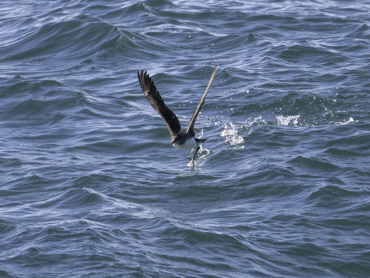 Буревісник Гутона - ML646035080