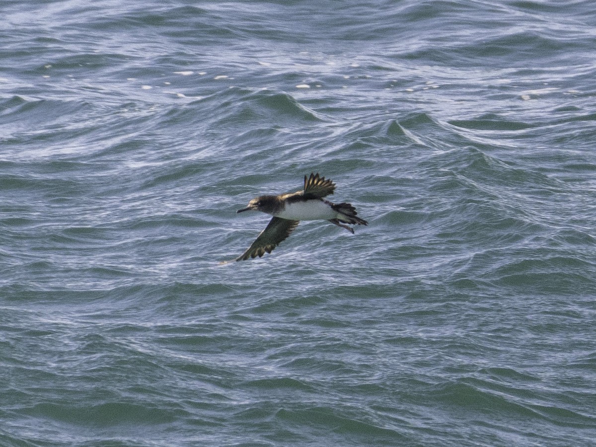 Буревісник Гутона - ML646035081