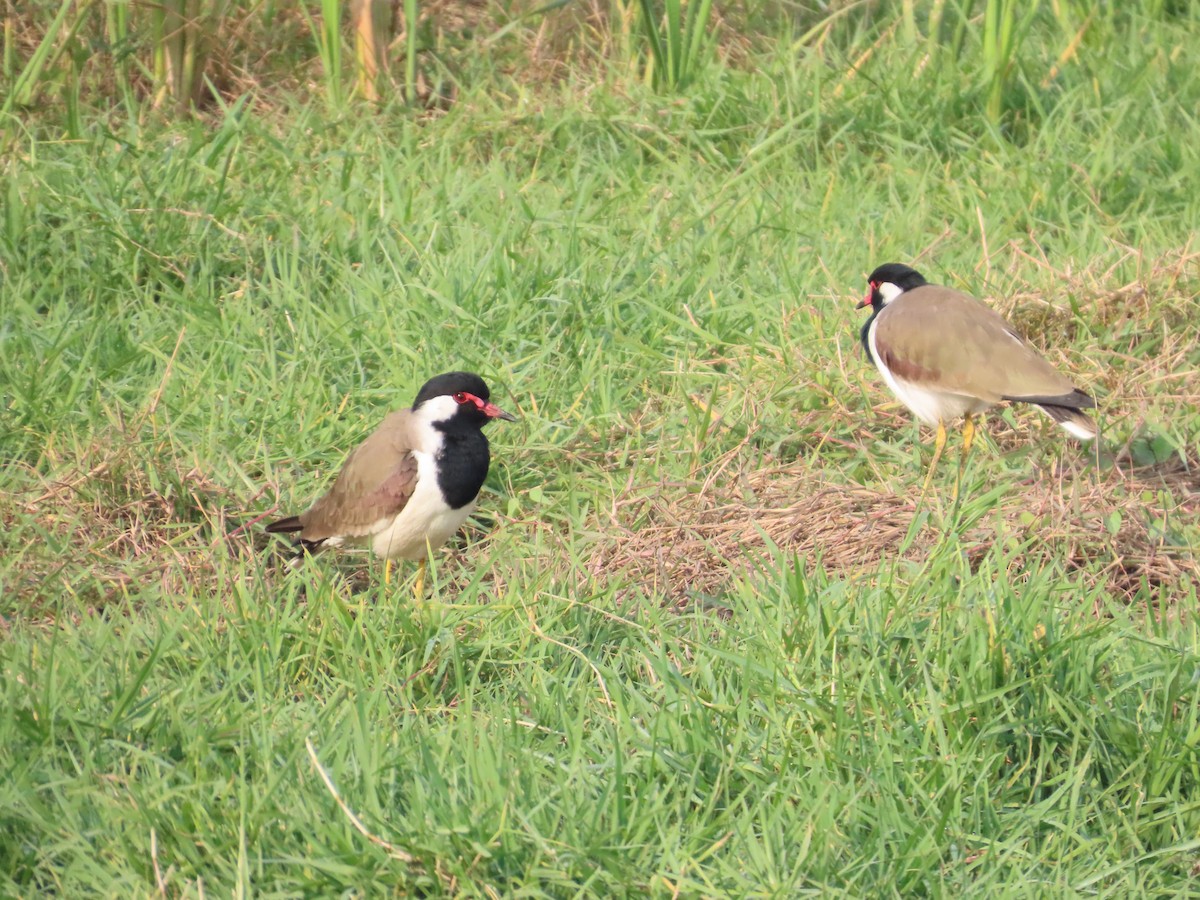 Чайка індійська - ML646035082