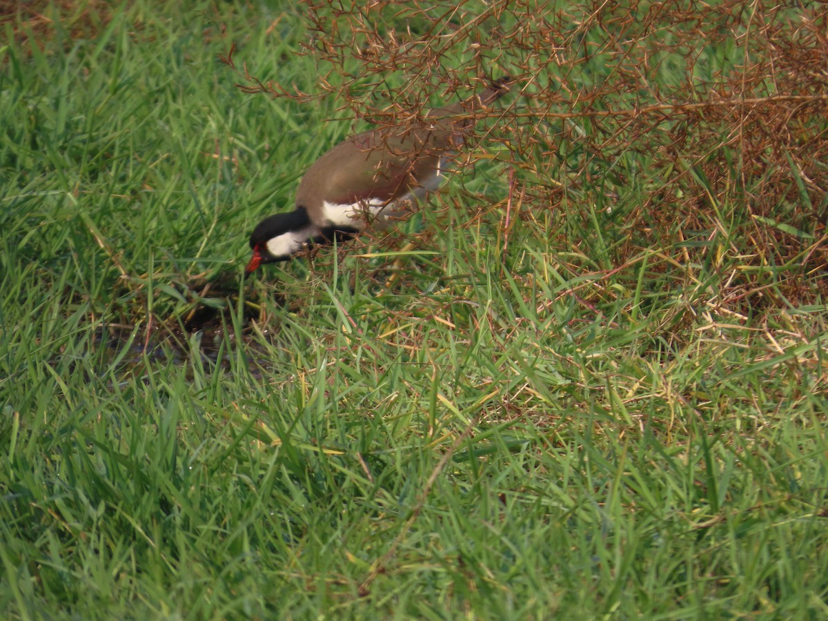 Чайка індійська - ML646035083