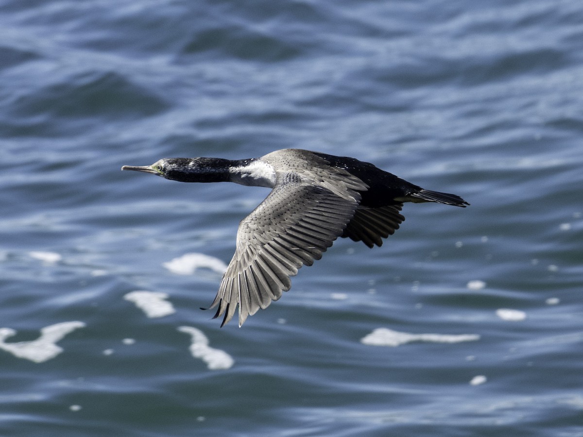 Баклан бурий - ML646035084