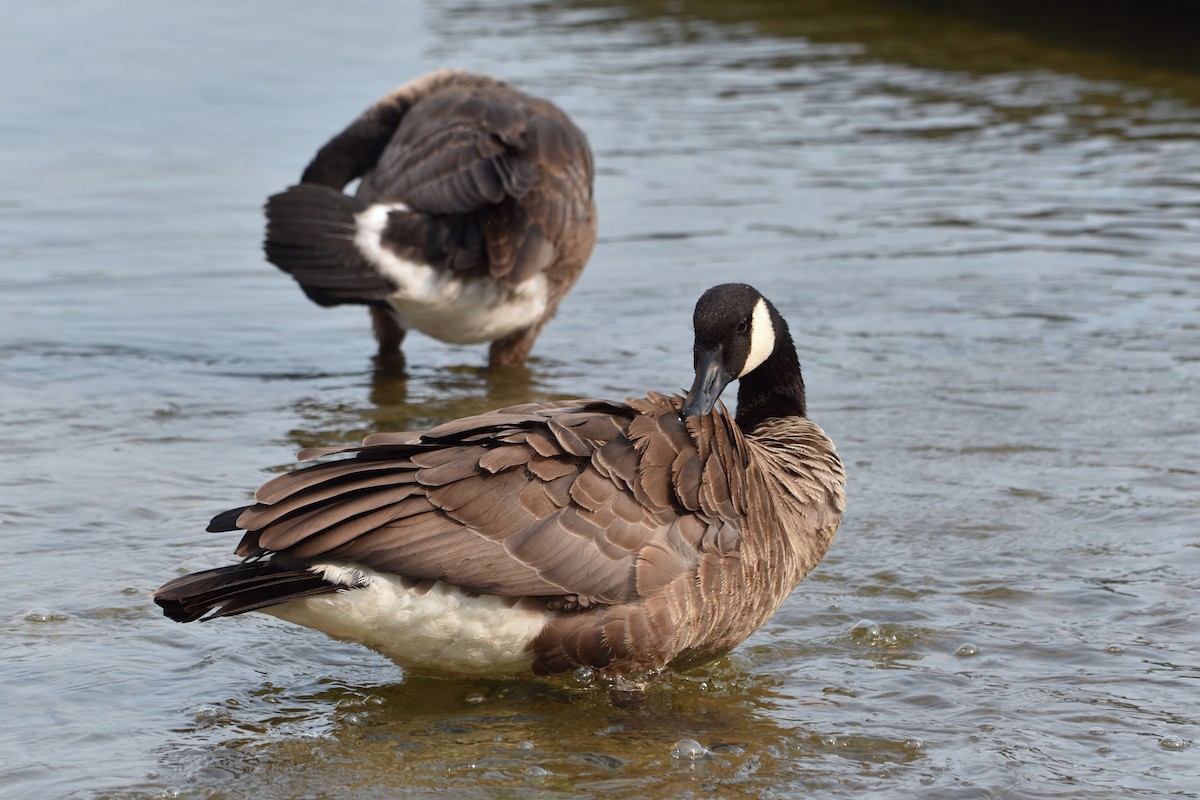 Казарка канадська - ML646035085