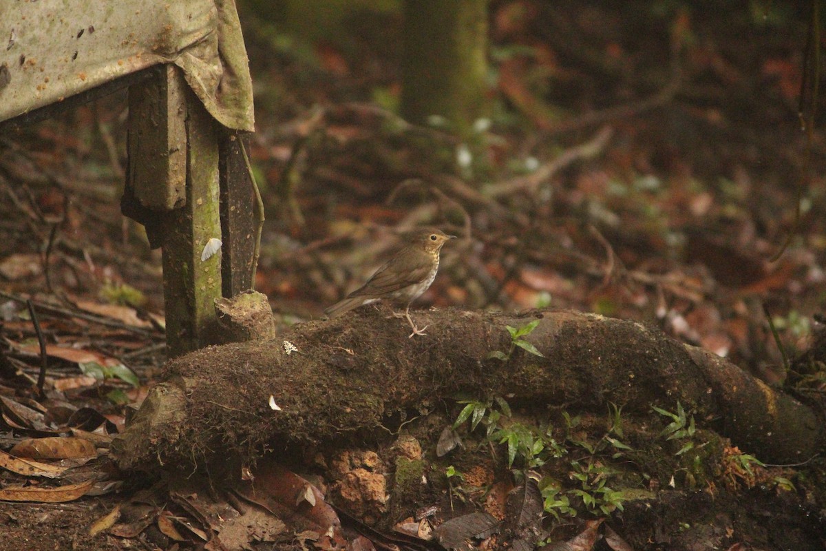 Swainson's Thrush - ML646035086
