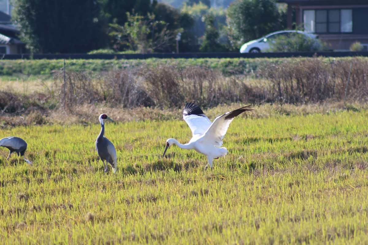 ソデグロヅル - ML646035089