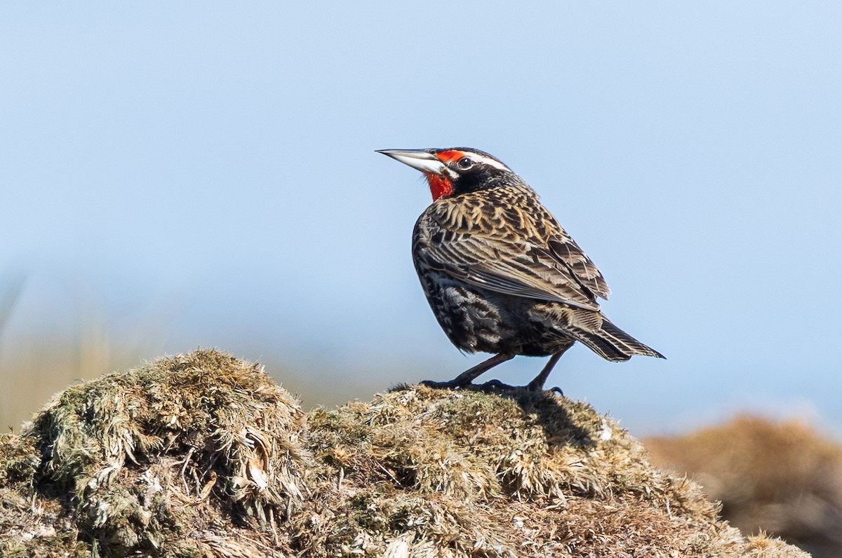 Шпаркос великий - ML646035090