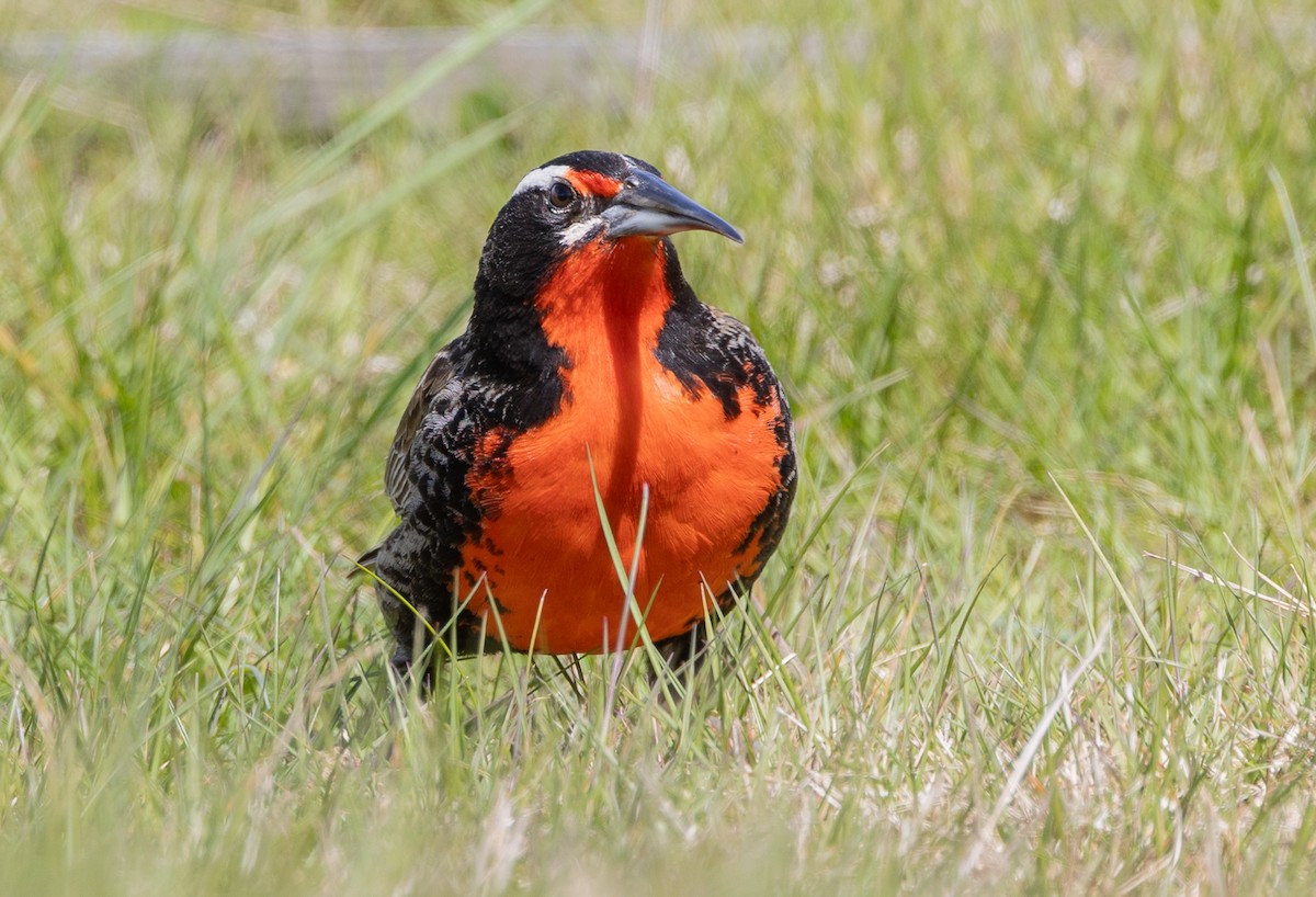 Шпаркос великий - ML646035091