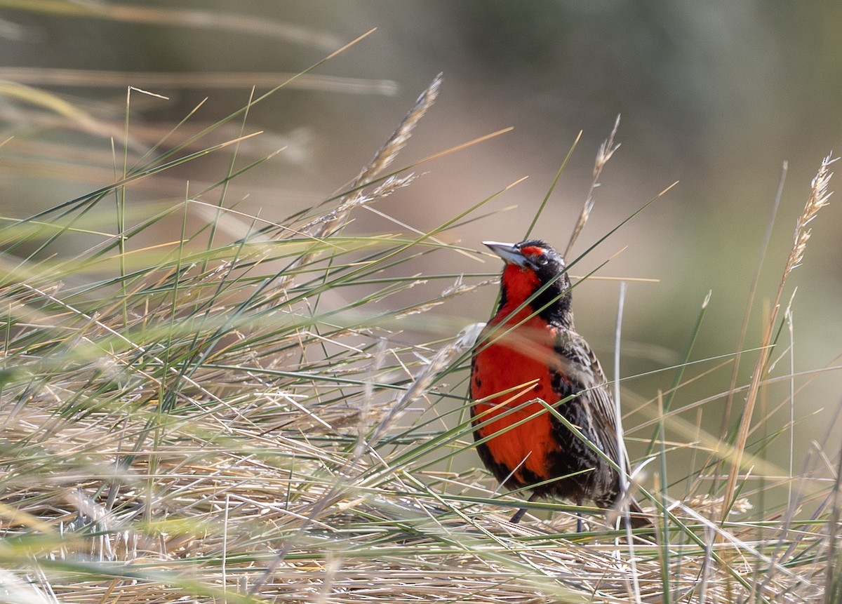 Шпаркос великий - ML646035092