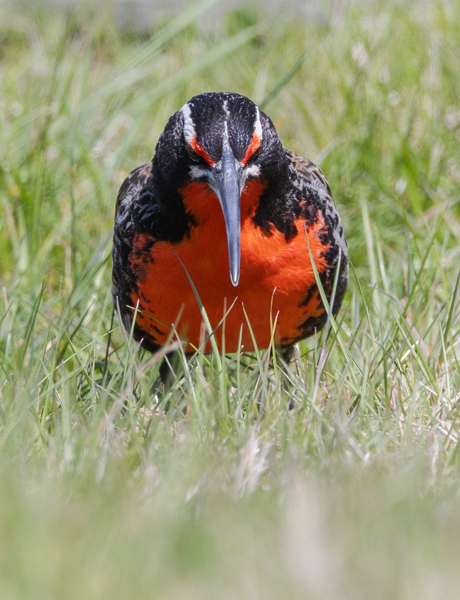 Шпаркос великий - ML646035093