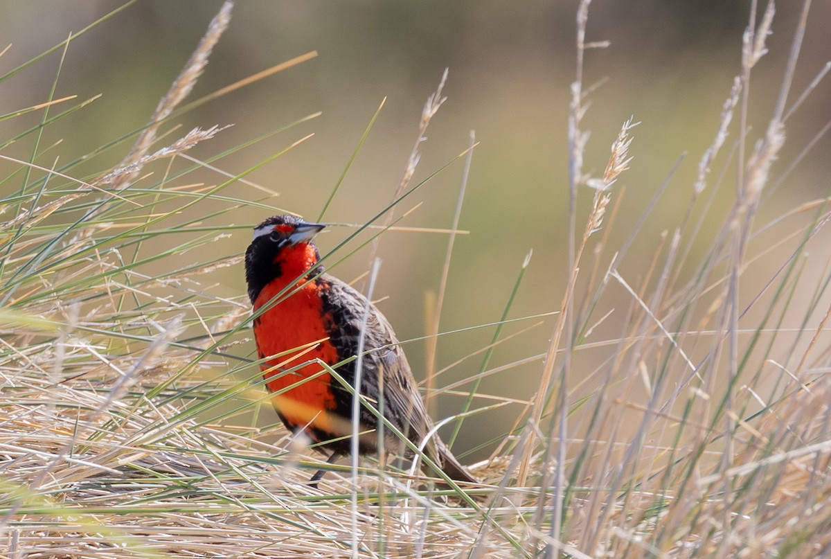 Шпаркос великий - ML646035094