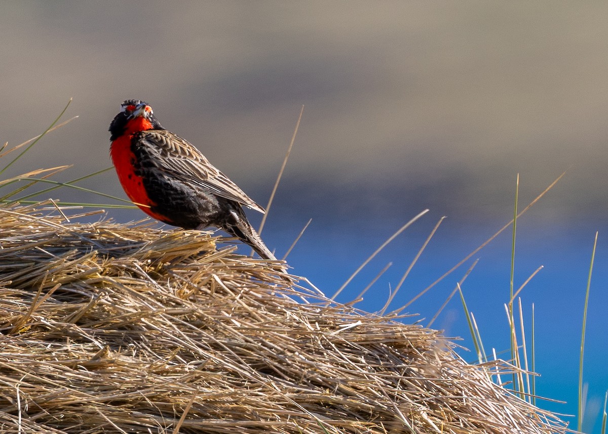 Шпаркос великий - ML646035095