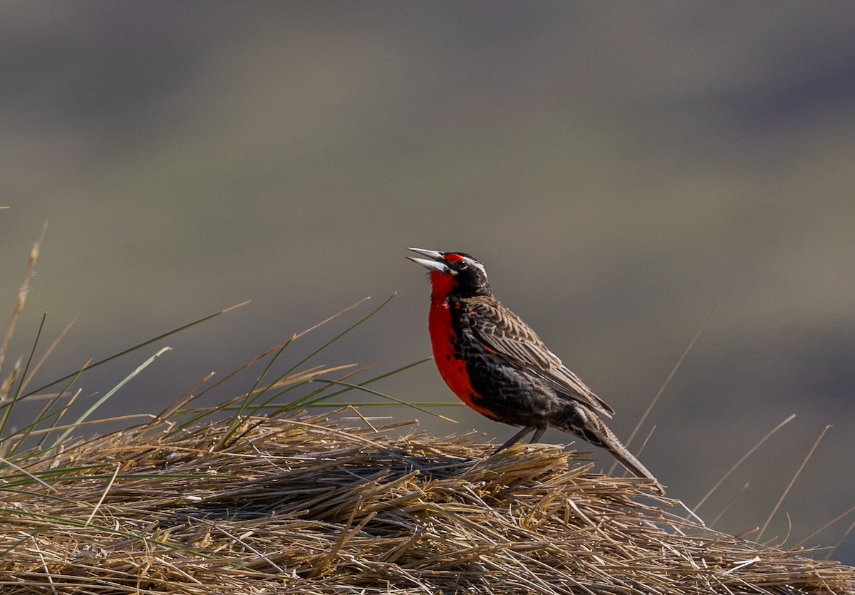Шпаркос великий - ML646035096