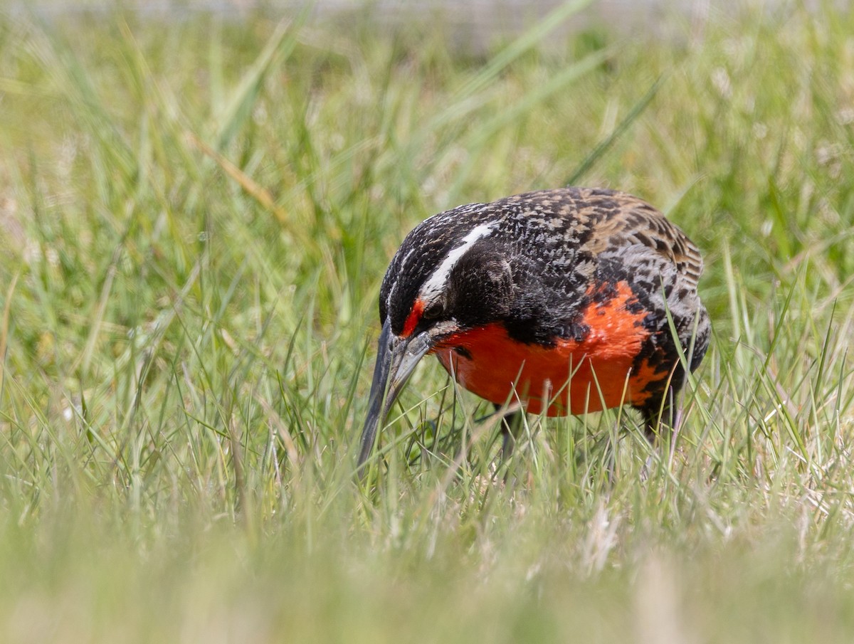 Шпаркос великий - ML646035097