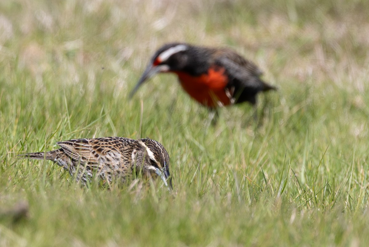 Шпаркос великий - ML646035098
