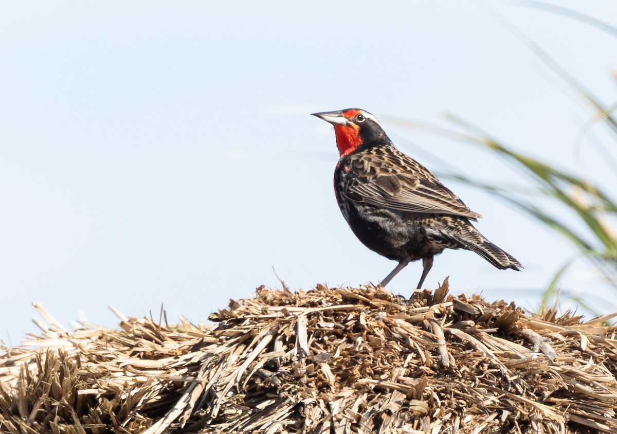 Шпаркос великий - ML646035099