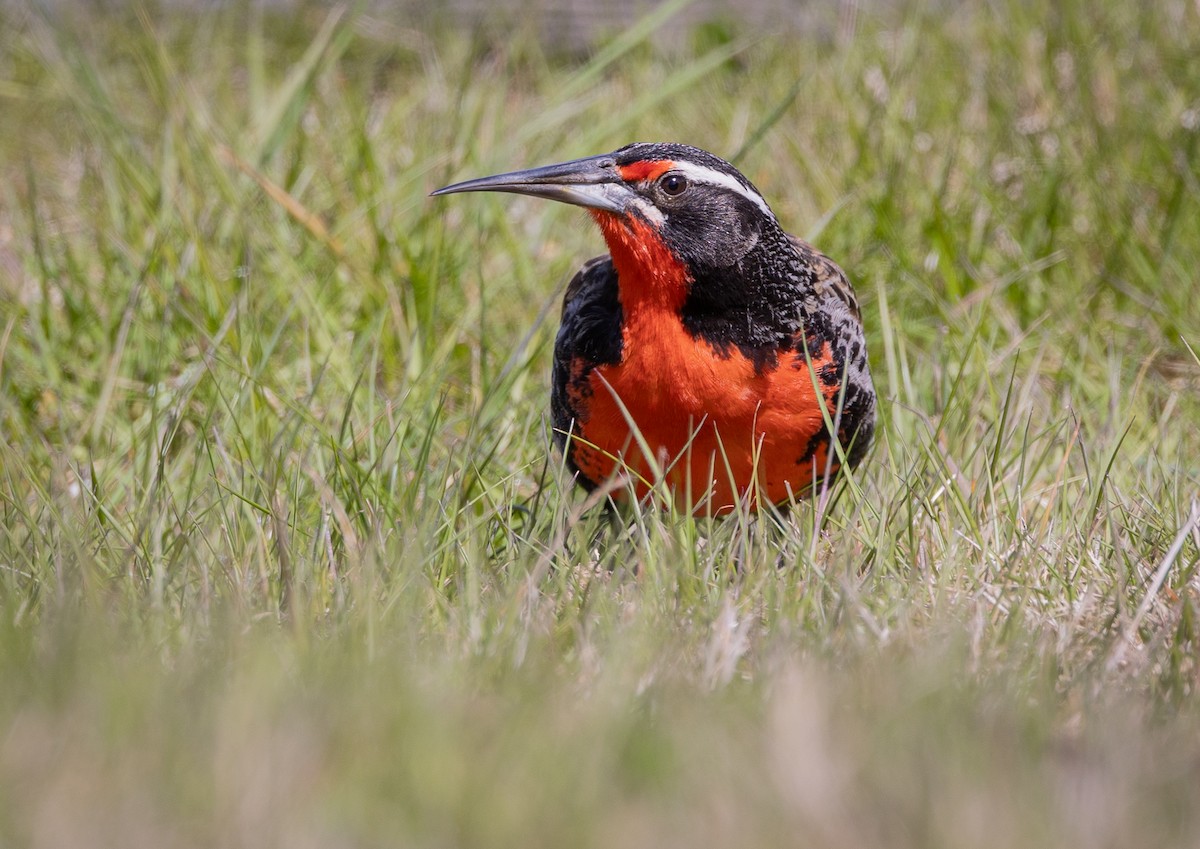 Шпаркос великий - ML646035100