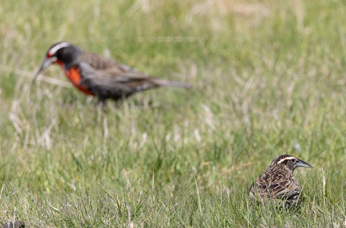 Шпаркос великий - ML646035101