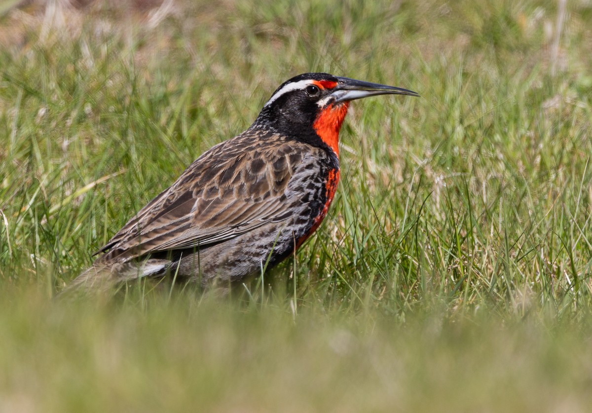 Шпаркос великий - ML646035102