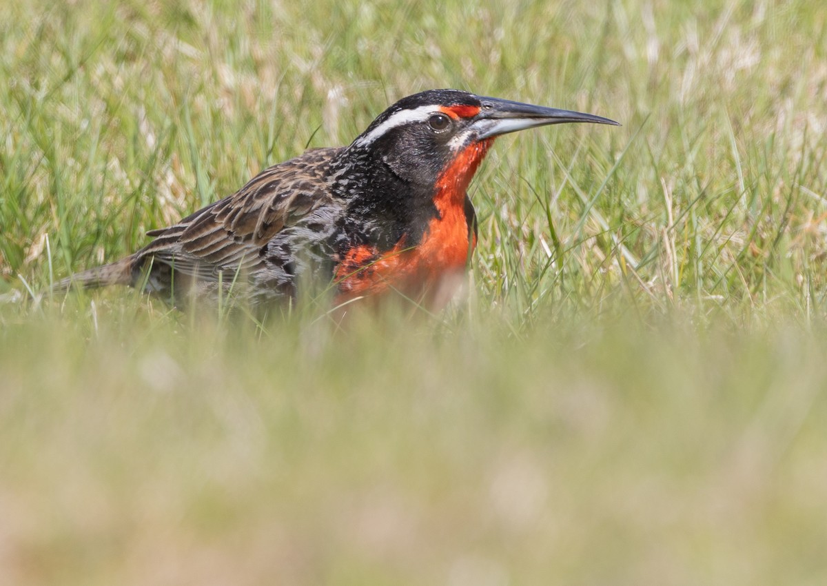 Шпаркос великий - ML646035103