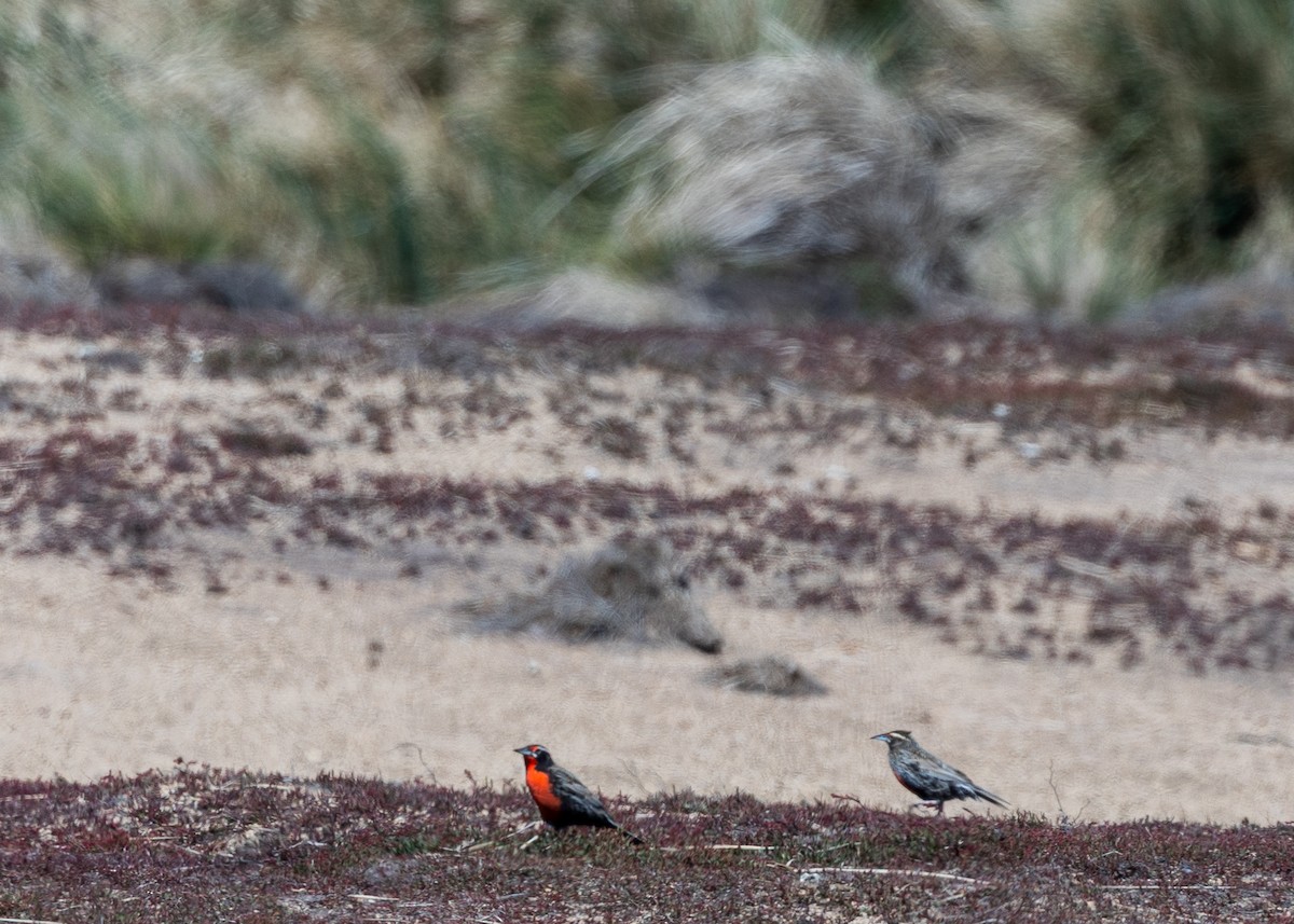 Шпаркос великий - ML646035104
