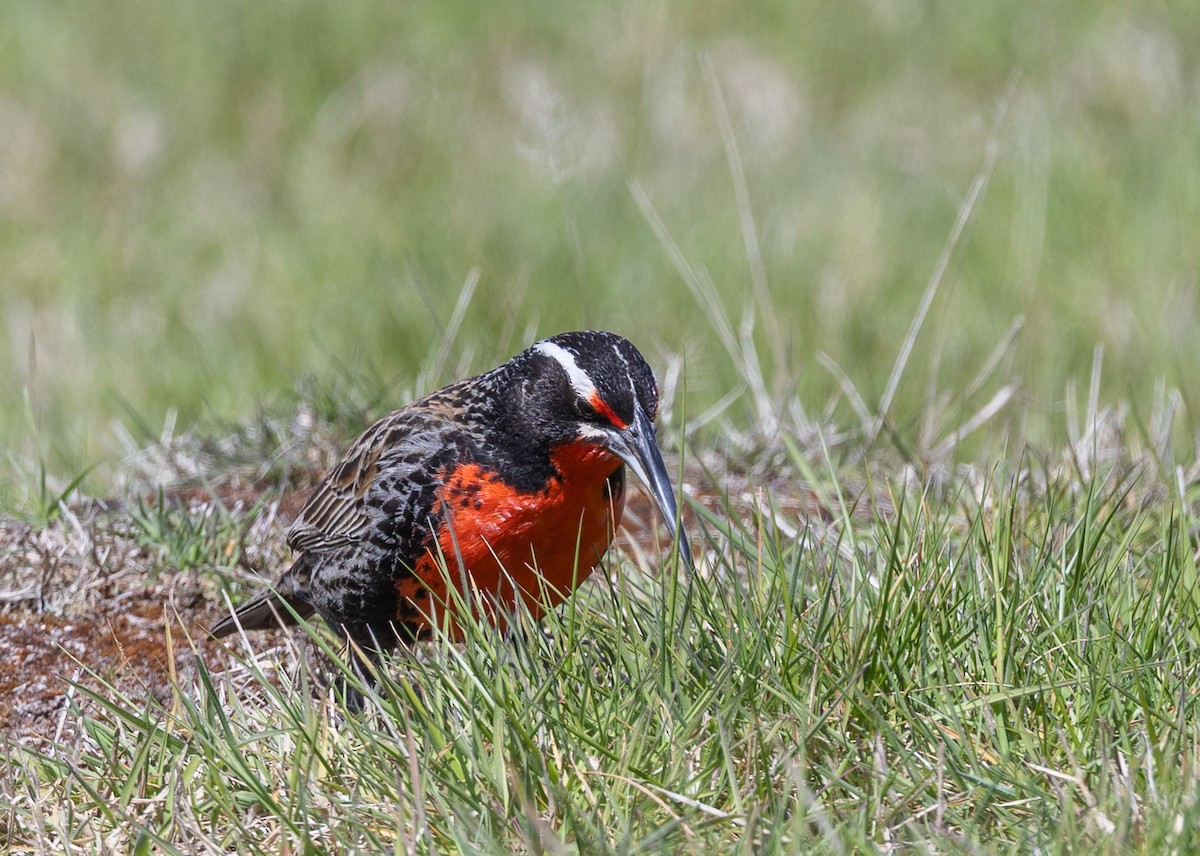 Шпаркос великий - ML646035105