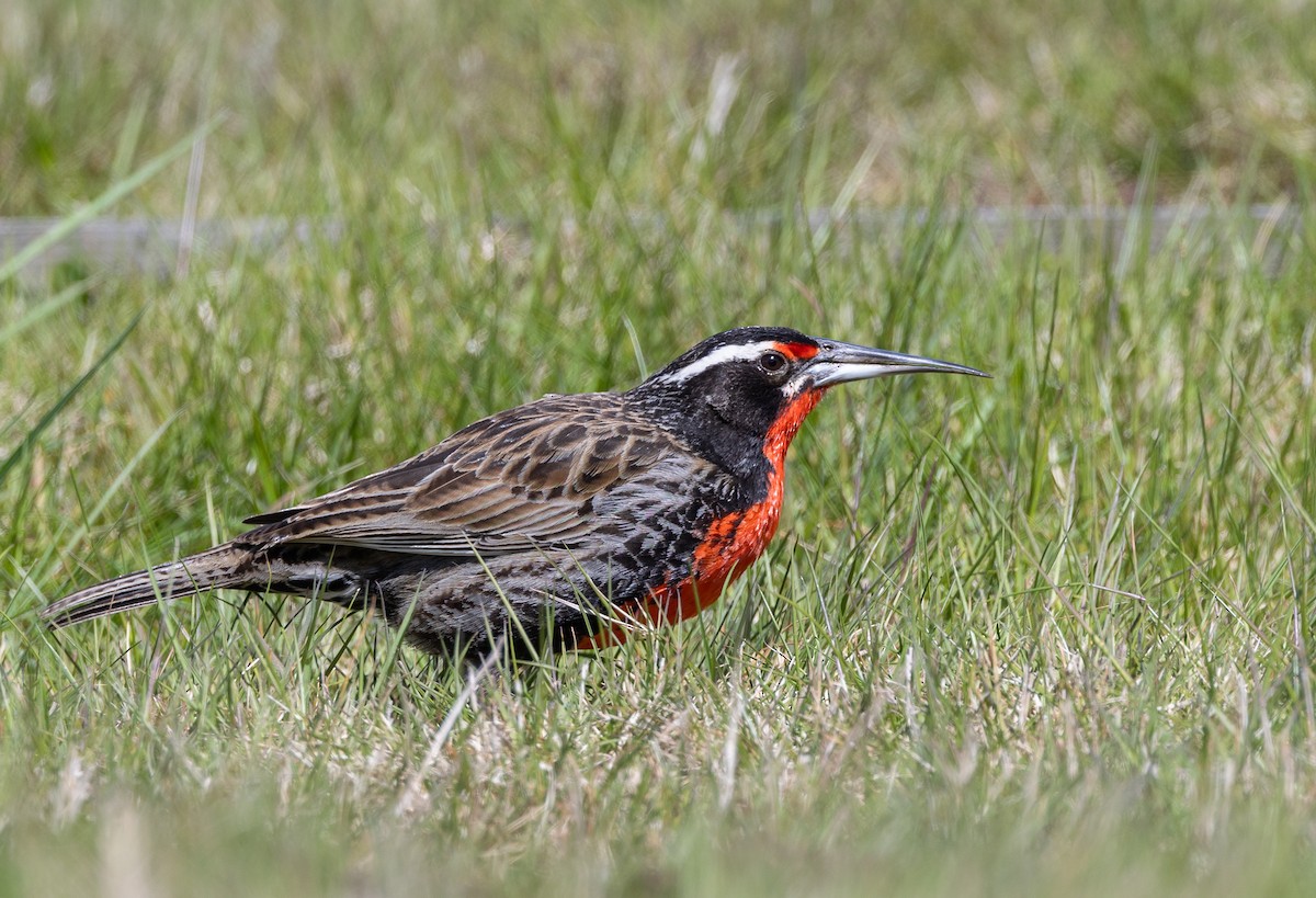 Шпаркос великий - ML646035106