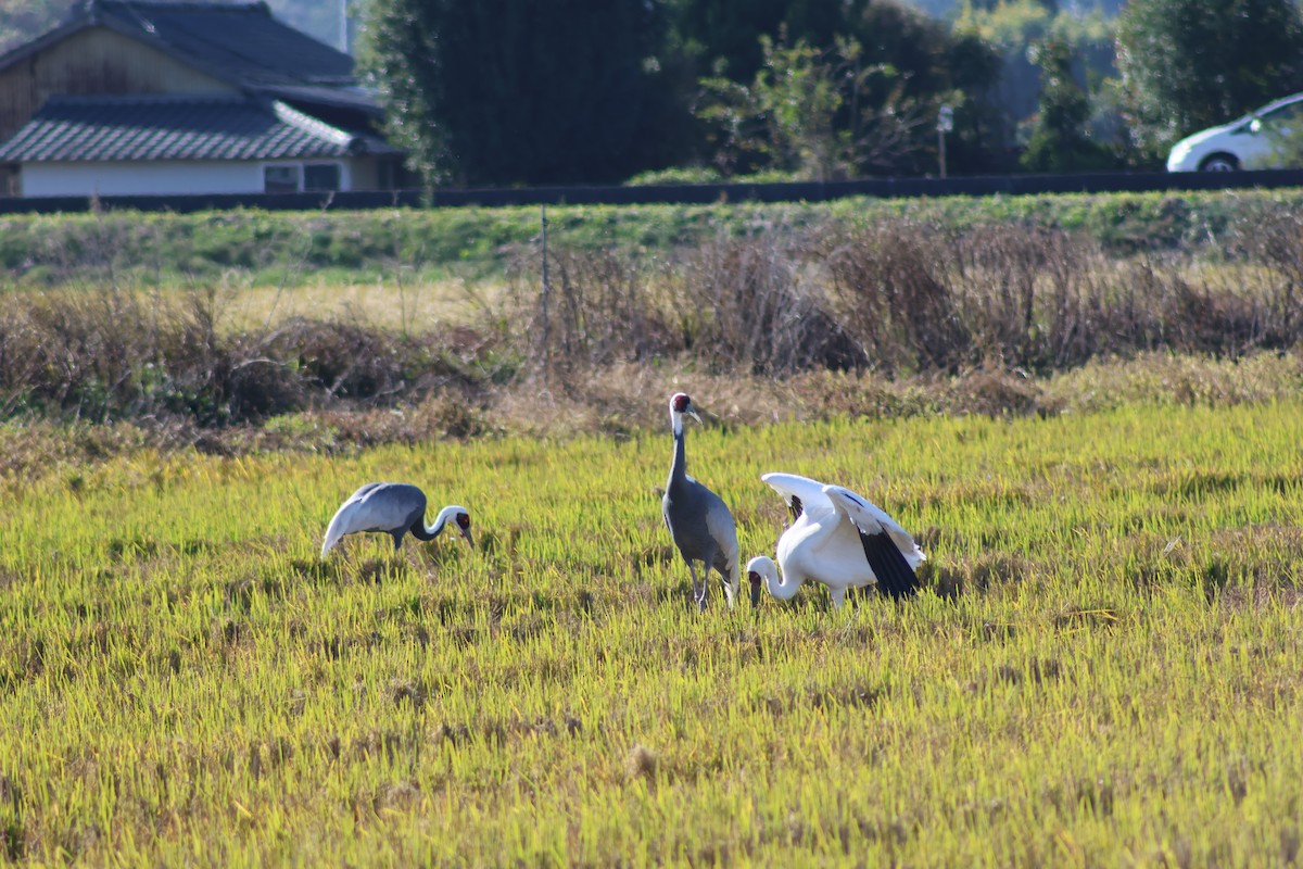 ソデグロヅル - ML646035107