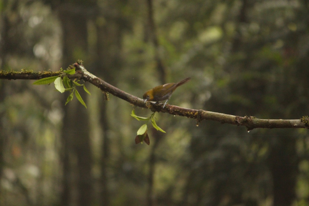 Yellow-throated Chlorospingus (Yellow-throated) - ML646035108