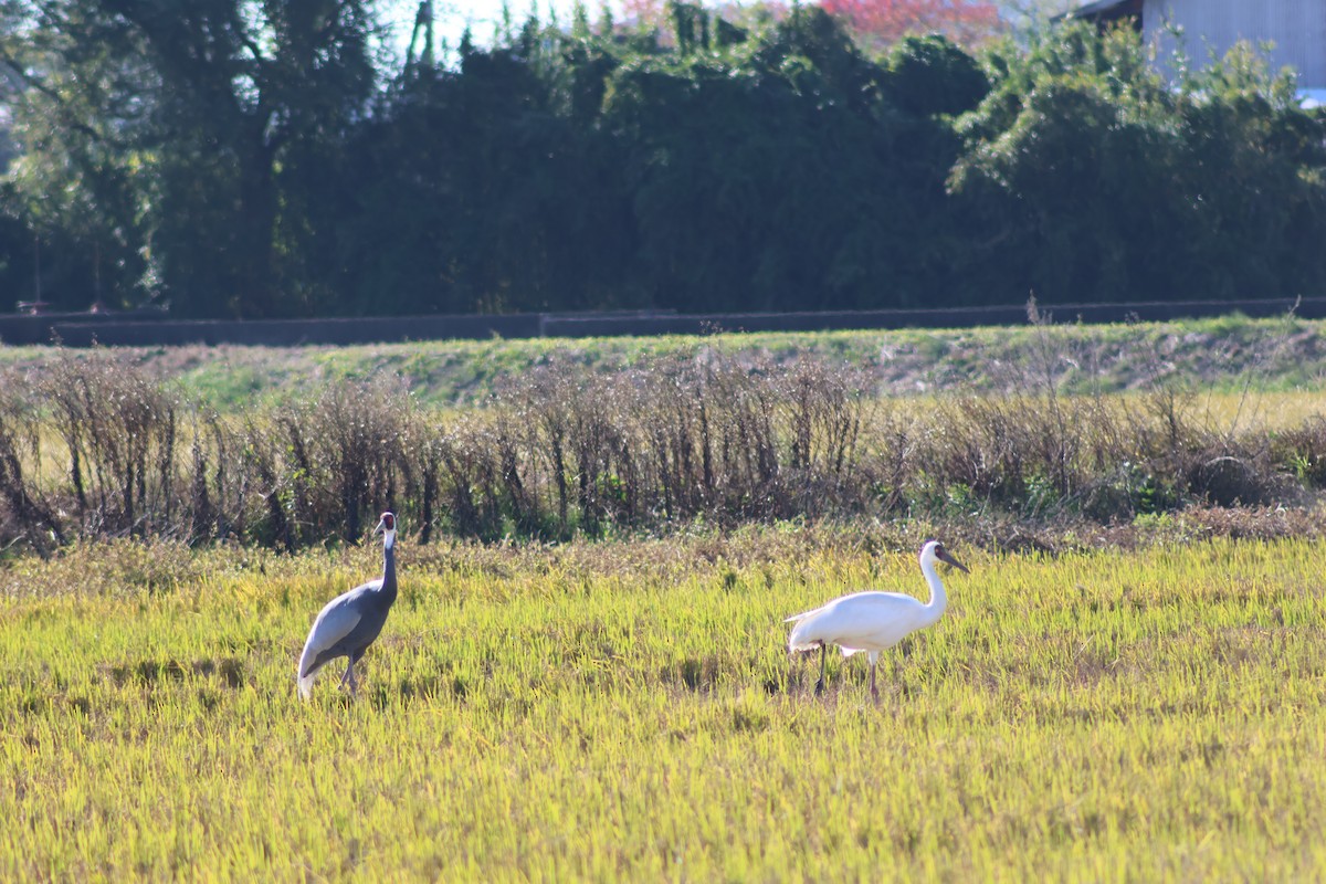 ソデグロヅル - ML646035109