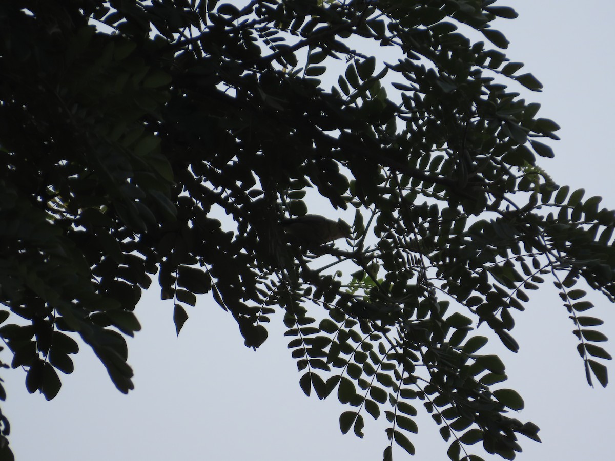 Птах sp. - ML646035110