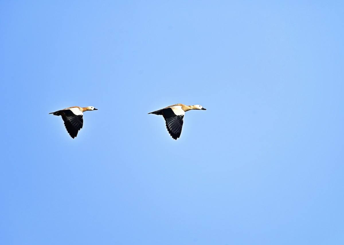 アカツクシガモ - ML646035111