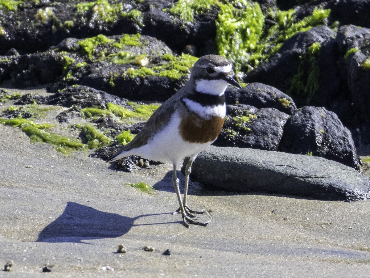 チャオビチドリ - ML646035113