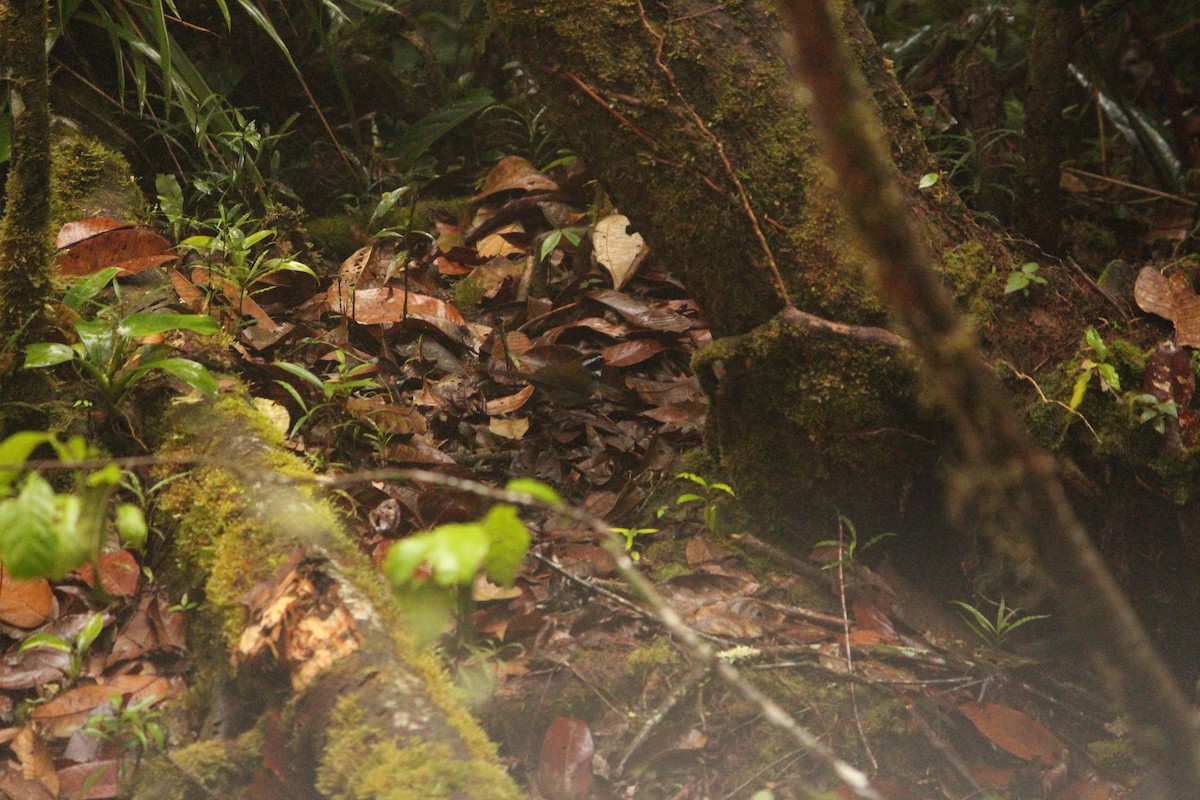 Orange-billed Sparrow - ML646035114