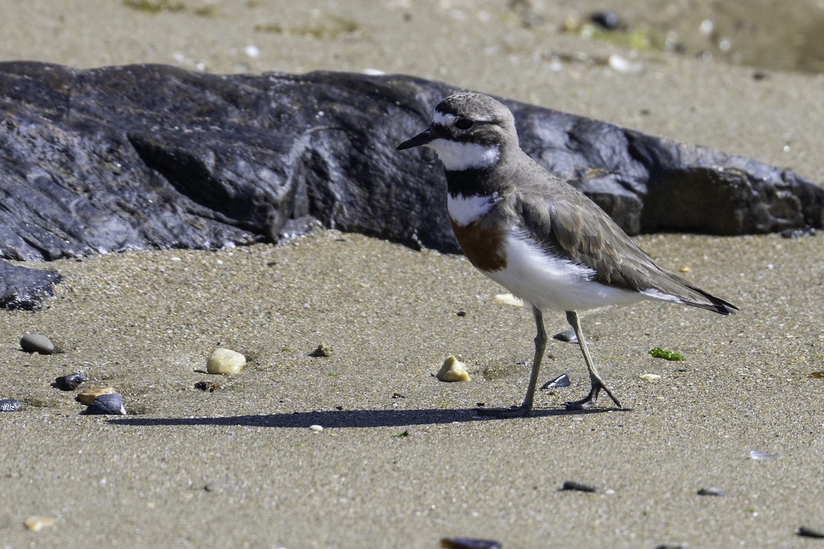 チャオビチドリ - ML646035115