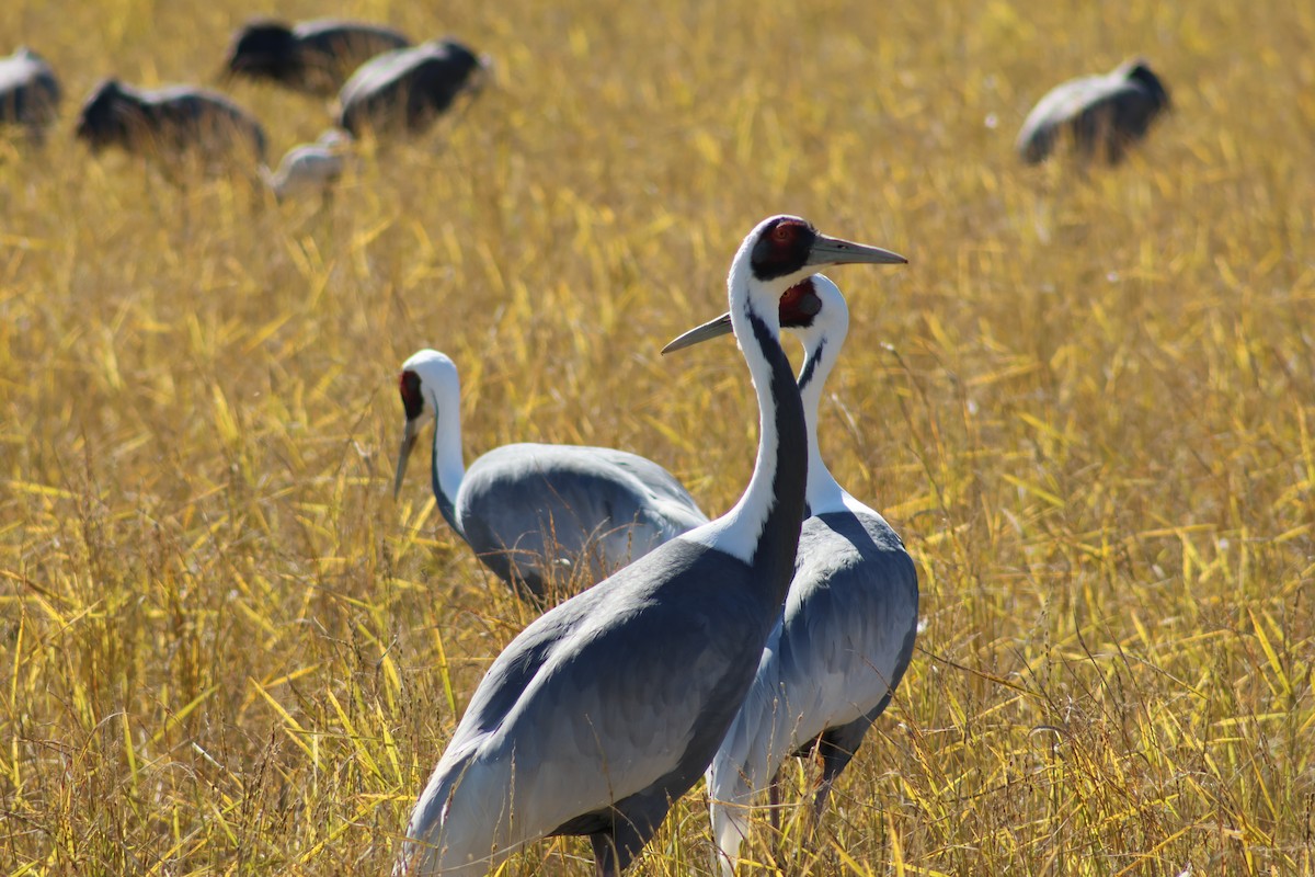 マナヅル - ML646035117