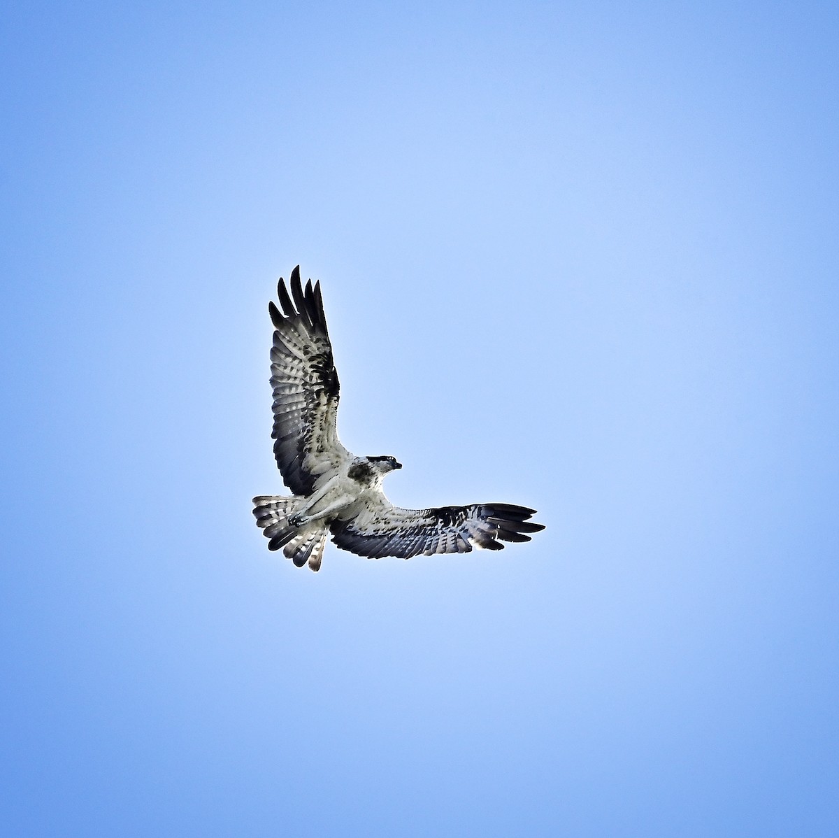 ミサゴ - ML646035119