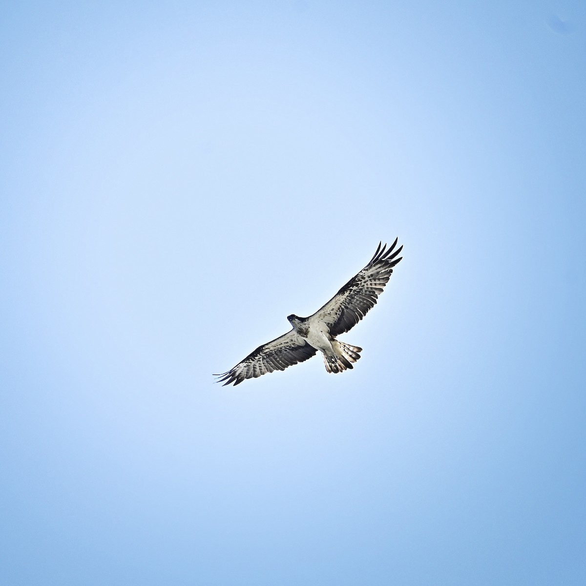 ミサゴ - ML646035120