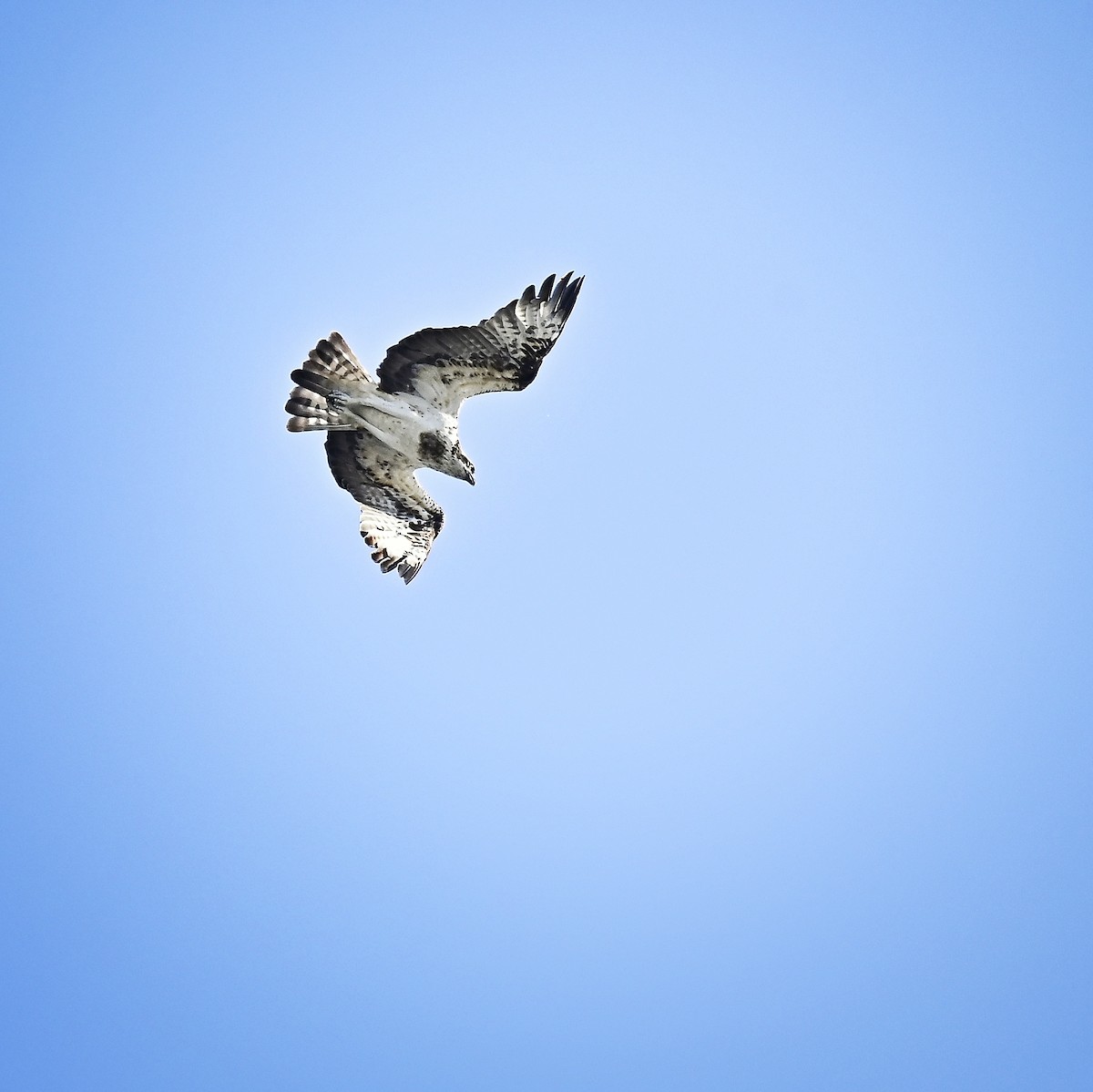 ミサゴ - ML646035121