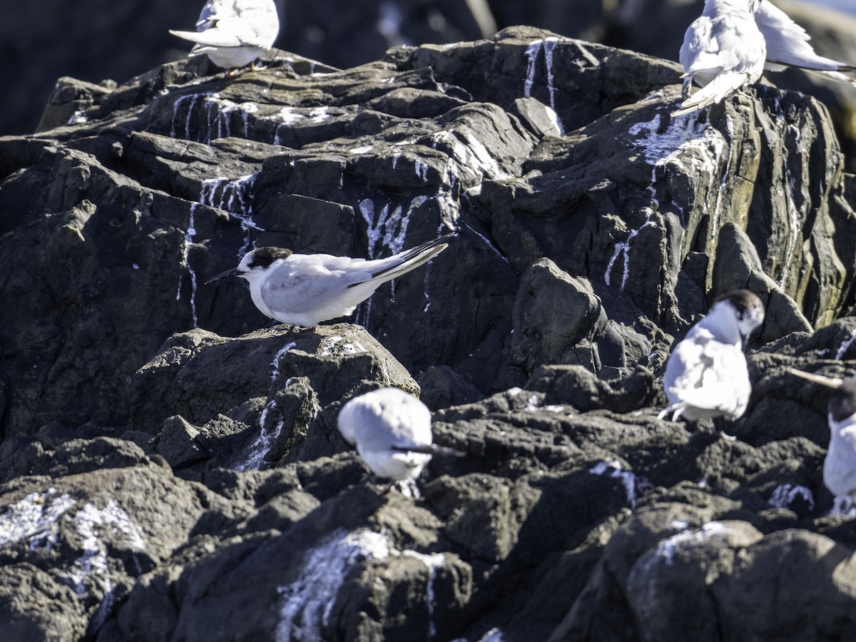 シロビタイアジサシ - ML646035122