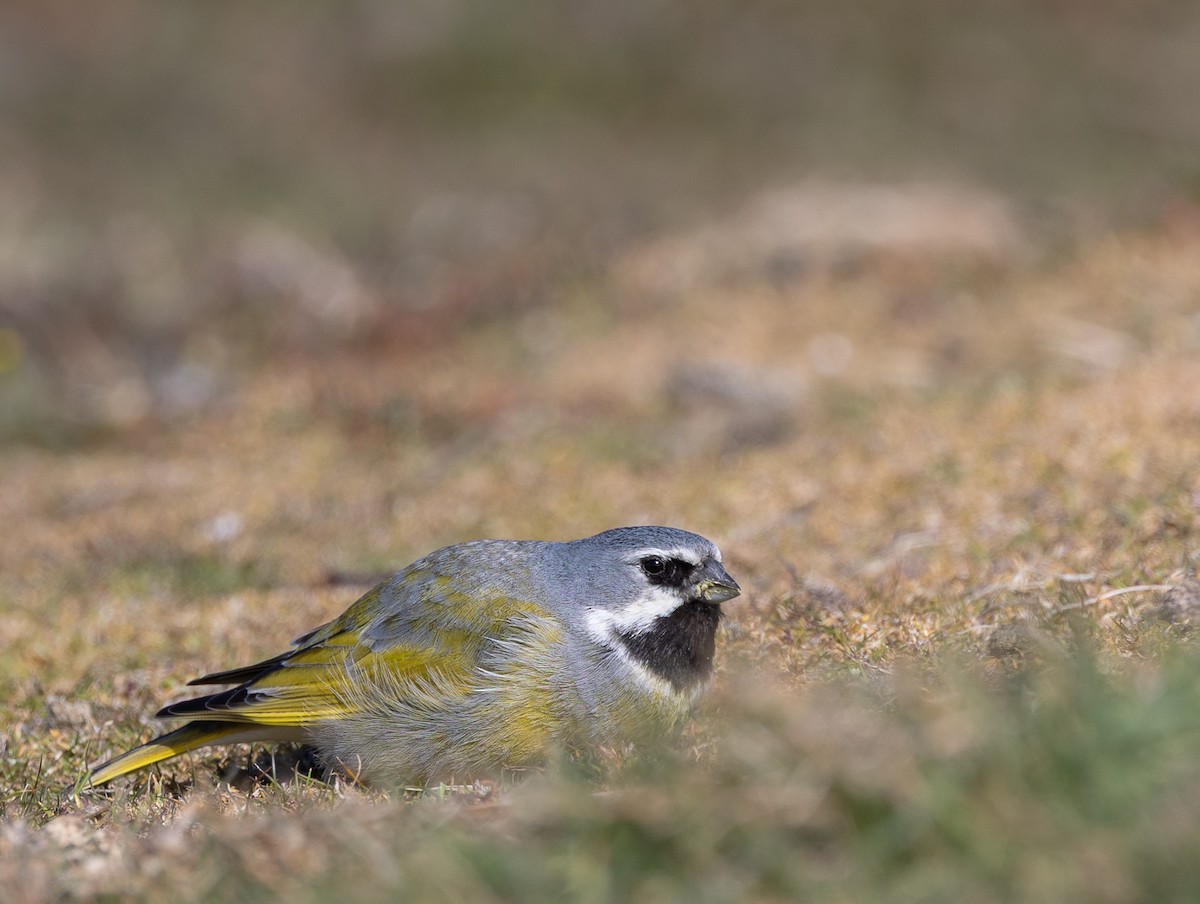 ノドグロシトド（melanodera） - ML646035124