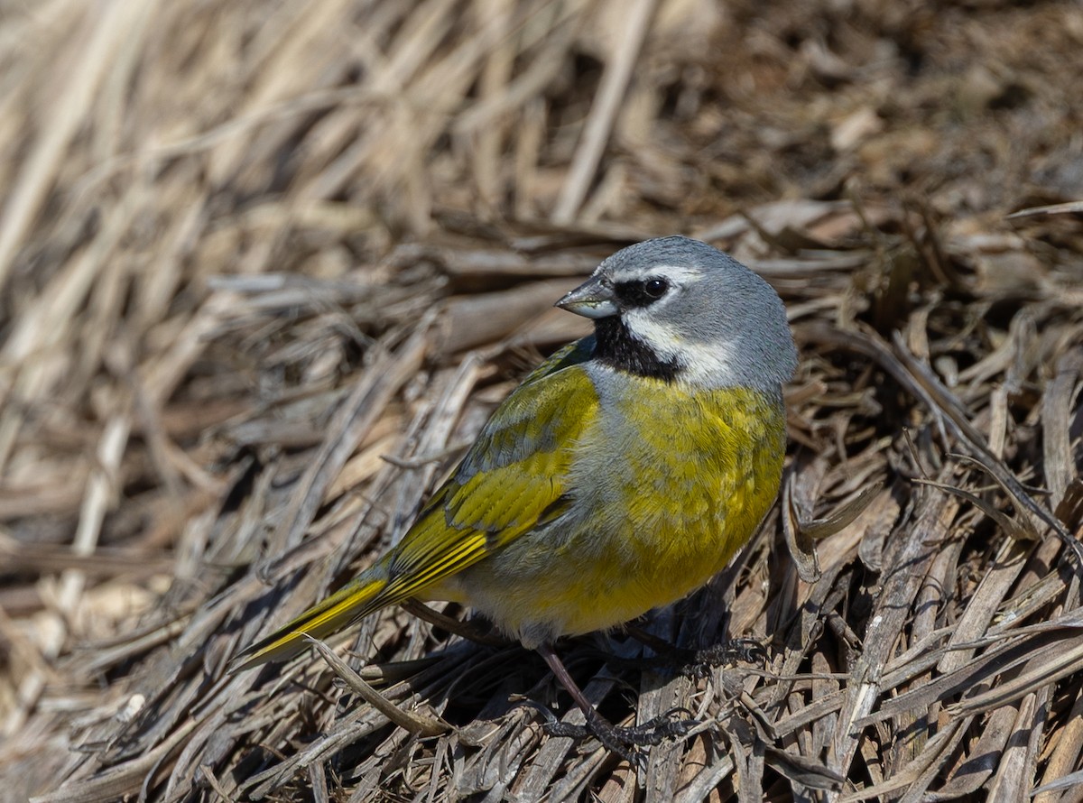 ノドグロシトド（melanodera） - ML646035125