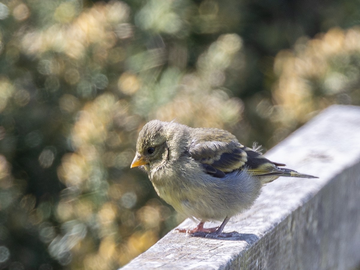 ヤッコヒワ - ML646035126