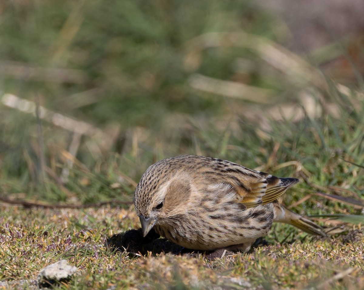 ノドグロシトド（melanodera） - ML646035127