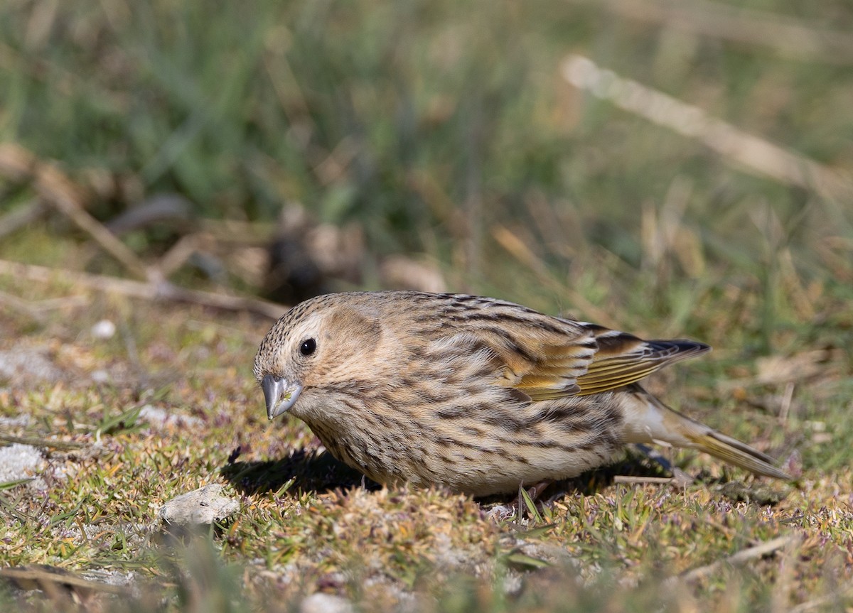 ノドグロシトド（melanodera） - ML646035128